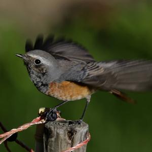 Common Redstart