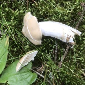 Sweetbread Mushroom