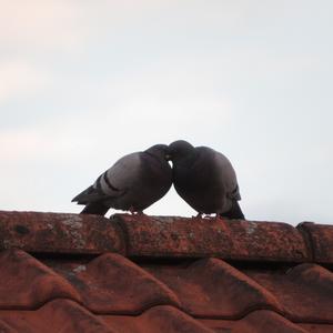 Rock Pigeon