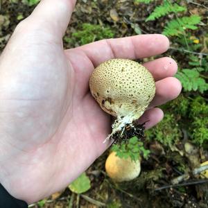 Pigskin Poison Puffball