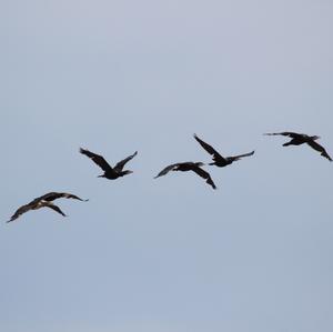 Great Cormorant