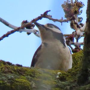 Great Spotted Woodpecker