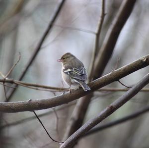 Eurasian Chaffinch