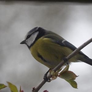 Blue Tit