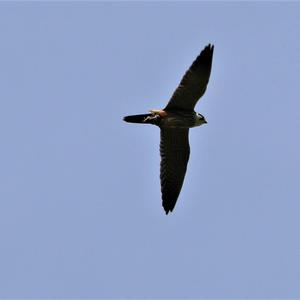 Peregrine Falcon