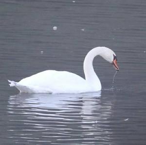 Mute Swan