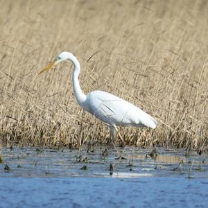 Great Egret