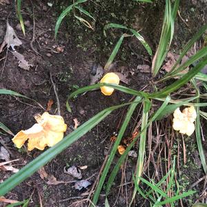 Chanterelle, Common