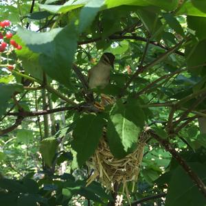 Red-eyed Vireo