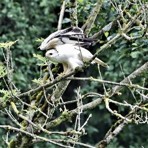 Common Buzzard