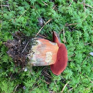 Dotted-stem Bolete