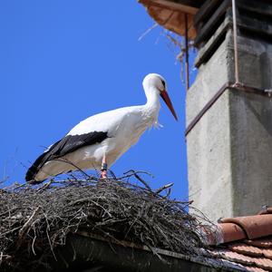 Weißstorch