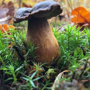 Bay Bolete