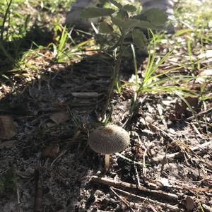 Coprinus auricomus