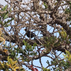 Eurasian Blackbird