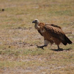 Griffon Vulture