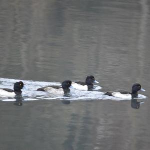 Tufted Duck