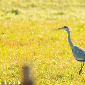 Grey Heron