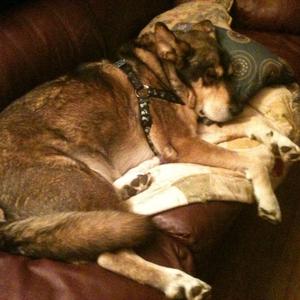 Unknown Breed