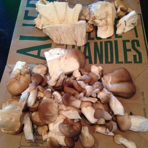 Oyster Mushroom