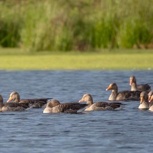 Greylag Goose