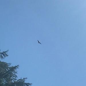 Red Kite