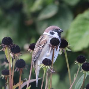 Eurasian Tree Sparrow