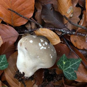 Gem-studded Puffball