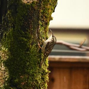 Short-toed Treecreeper