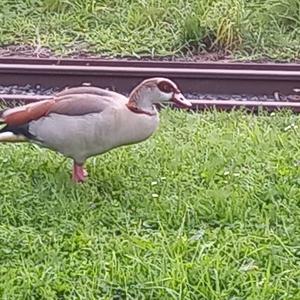 Nilgans