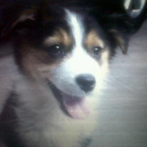 Unknown Breed