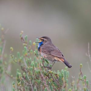 Blaukehlchen