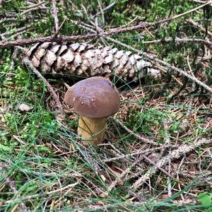 Bay Bolete