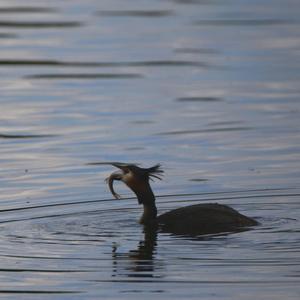 Great Crested Grebe