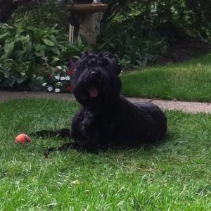 Black Russian Terrier