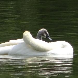 Mute Swan