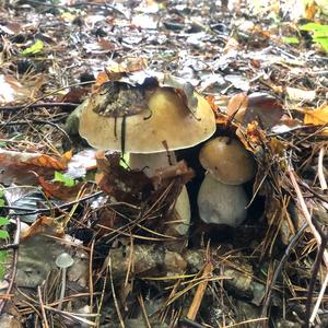 King Bolete