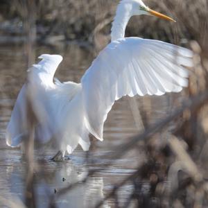 Great Egret