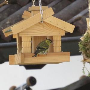 Eurasian Siskin