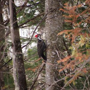 Pileated Woodpecker