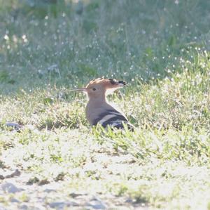 Eurasian Hoopoe