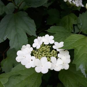 Snowball Tree