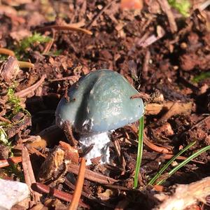 Blue-green Stropharia