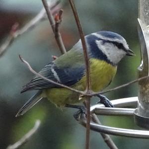 Blue Tit