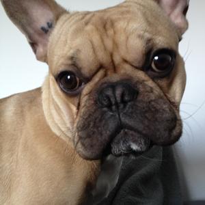 French Bulldog