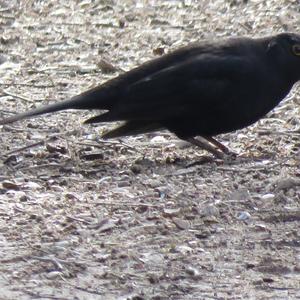 Eurasian Blackbird