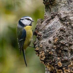 Blue Tit