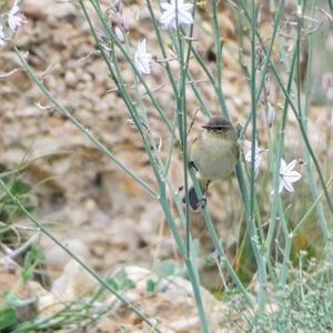 Common Chiffchaff