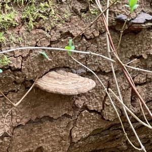 Red-belted Polypore