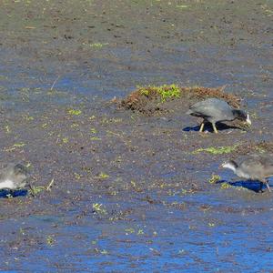 Common Coot